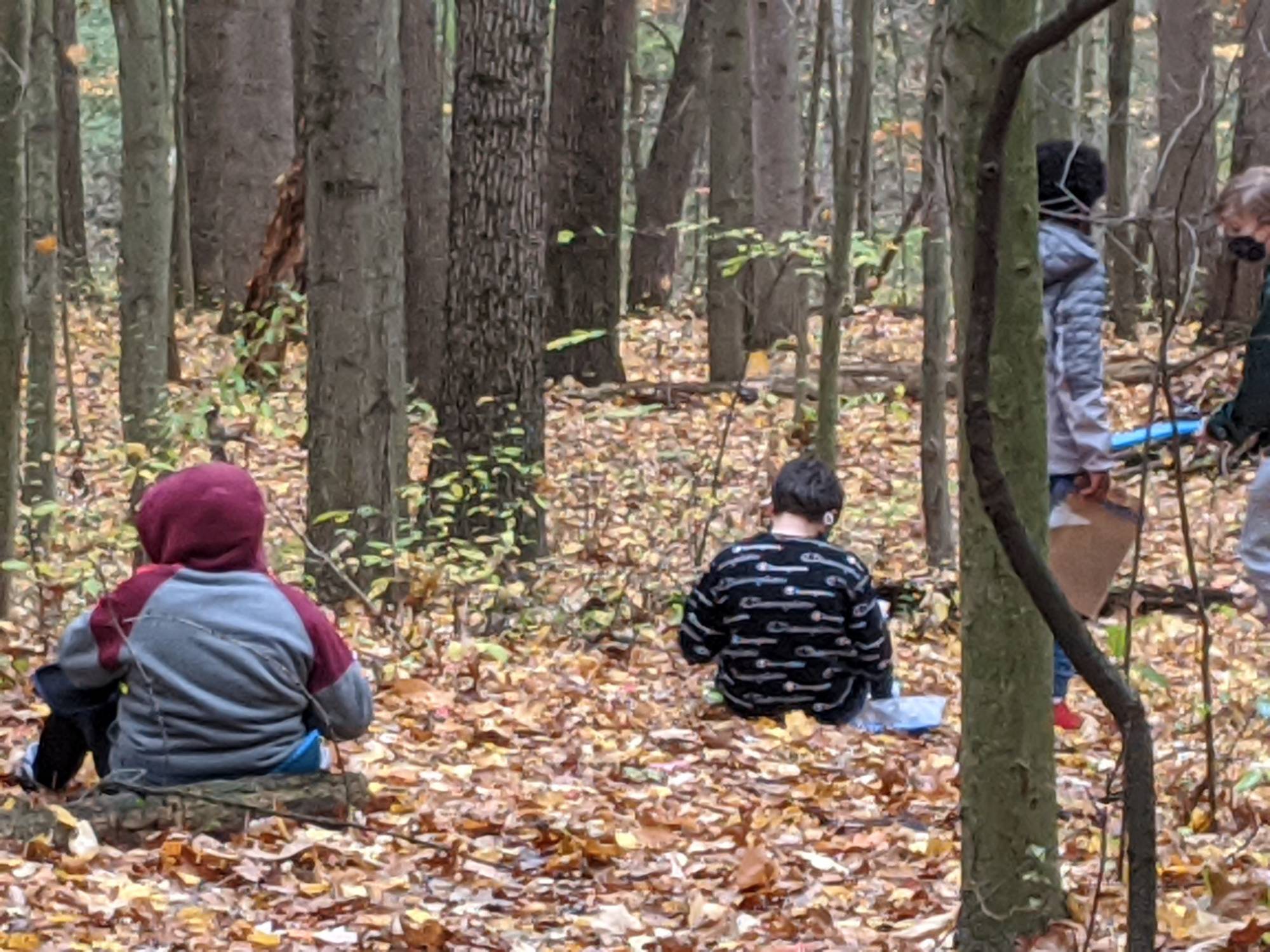 Students sitting in the leaves among the trees